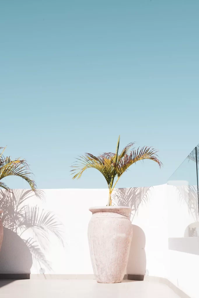 Palmera en una gran tinaja rosada que proyecta su sombra sobre un muro blanco bajo el cielo azul